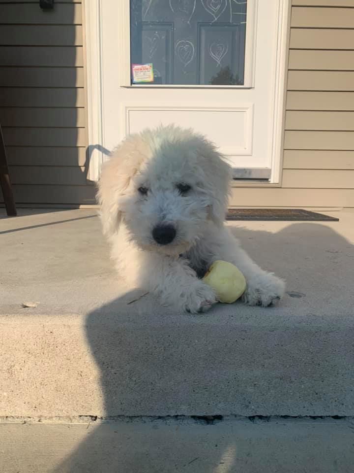 Fluffy friend